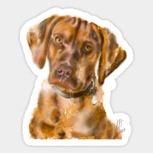 A Pensive Vizsla Puppy Sticker